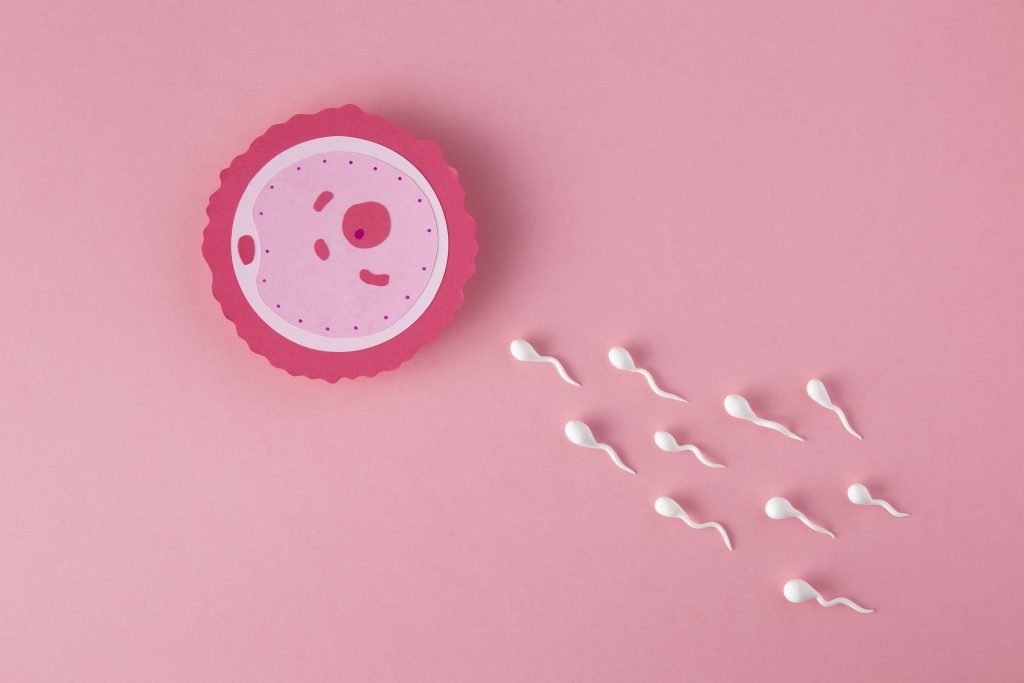Puncak Masa Subur Pembuahan Sperma