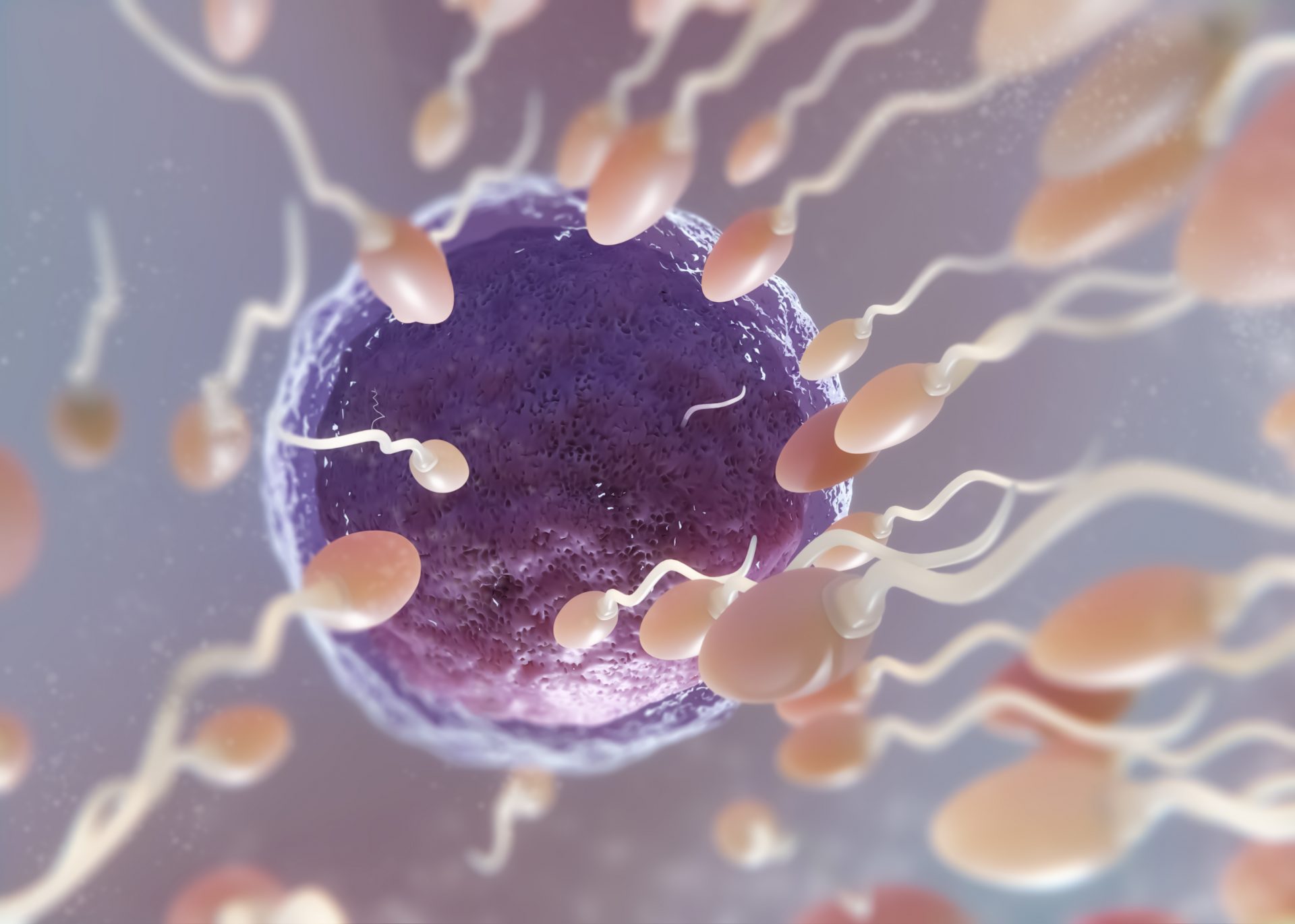 Puncak Masa Subur Sel Telur dan Sperma